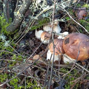 Boletus 1kg
